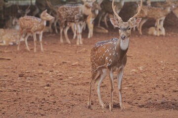 An adult axis deer stands watching the area during the day
