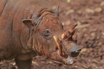 closeup of a muddy babirusa looking at the camera