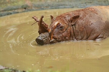 a babirusa is bathing in a wallow at noon