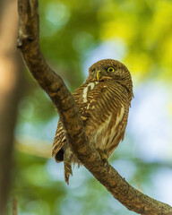 The Asian Barred Owlet (Glaucidium cuculoides) is a small owl species with brown and white barred plumage, featuring prominent yellow eyes and a distinctive facial disk.