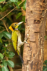 The Lesser Yellownape (Picus chlorolophus) is a medium-sized woodpecker with a vibrant green back and yellow underparts, distinguished by its red crown and black facial markings.