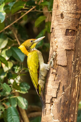 The Lesser Yellownape (Picus chlorolophus) is a medium-sized woodpecker with a vibrant green back and yellow underparts, distinguished by its red crown and black facial markings.