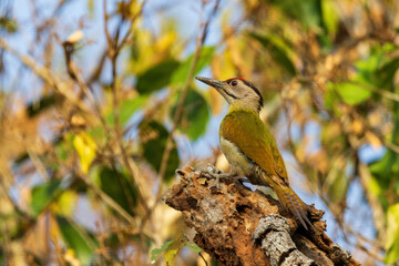 The Grey-headed Woodpecker (Picus canus) is a medium-sized woodpecker with a sturdy, chisel-shaped bill, a grey head, olive-green back, and white underparts.