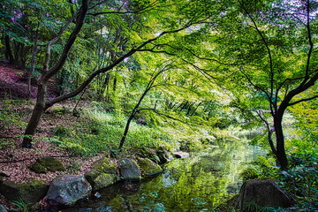 Fototapeta premium 初夏の青もみじで緑に染まる渓流の風景