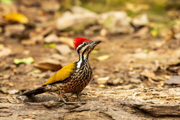The male Common Flameback (Dinopium javanense) is a medium-sized woodpecker with a vibrant red crown, black back, golden-yellow underparts, featuring distinctive black facial markings.
