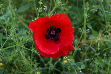 Corn Poppy