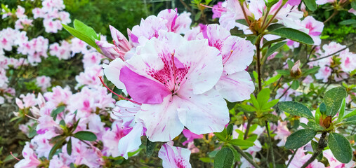 April Flowers in Birmingham, Alabama - Encore Azalea