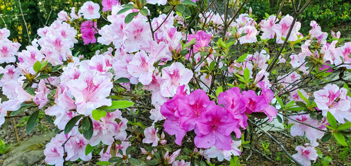 April Flowers in Birmingham, Alabama - Encore Azalea