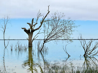 tree of blue sky