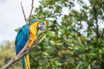 macaw parrot with Blue yellow feather at Uminonakamichi zoo