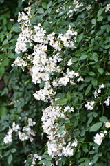 April Flowers in Birmingham, Alabama - Multiflora Rose, an invasive species, in bloom