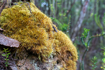lignin and moss growing on a tree in the forest in the australian bush. university student researching fungus and fungal decomposition in the bush in australia