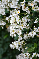 April Flowers in Birmingham, Alabama - Multiflora Rose, an invasive species, in bloom