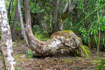 beautiful gum Trees and shrubs in the Australian bush forest. Gumtrees and native plants growing in Australia in spring