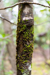 beautiful gum Trees and shrubs in the Australian bush forest. Gumtrees and native plants growing in Australia