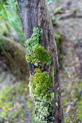 beautiful gum Trees and shrubs in the Australian bush forest. Gumtrees and native plants growing in Australia in spring