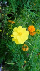 Natural background of Cosmos sulphureus, yellow cosmos flowers blooming in the garden on green background, Aesthetic wallpaper