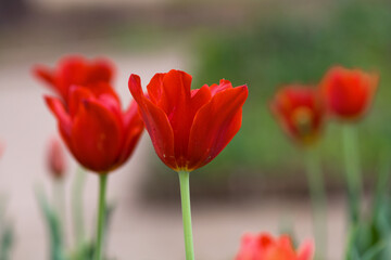 Red Tulips