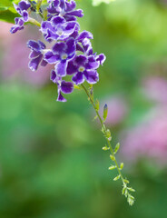 flowers in the garden.