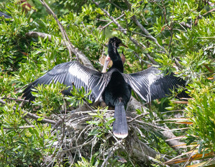 Anhinga and chicks at Bird Island Park