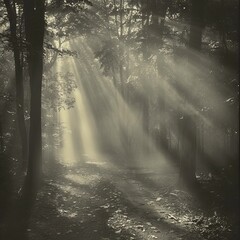 A black-and-white photo of a foggy forest path with light filtering through the trees, creating a mysterious atmosphere.