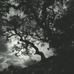 A monochromatic photo of an ancient, gnarled tree with its twisted branches silhouetted against a cloudy sky.