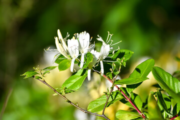 April Flowers in Birmingham, Alabama - Honeysuckle