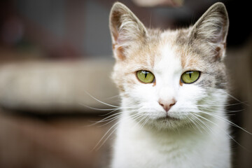 Fototapeta premium A white cat with green eyes looking at the camera.