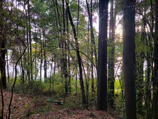 Obraz premium trees in the forest