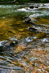 A Walk by the Cahaba River in Birmingham, Alabama