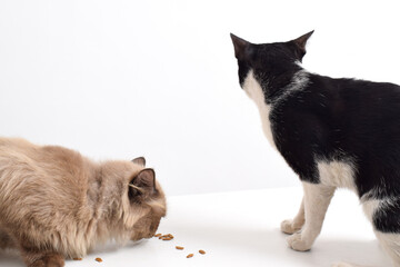 A cat is eating dry food in a white room, dry cat food in the shape of a fish is being licked by a...