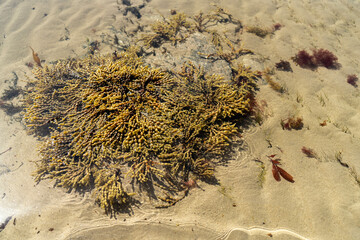 bull kelp seaweed growing on a rocky coastline by the ocean in australia