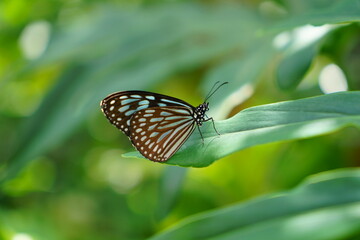 葉っぱに止まり羽を休めるアサギマダラ