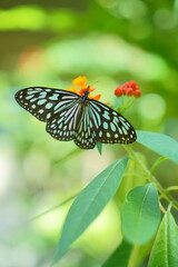 トウワタの蜜を吸う羽を広げたアサギマダラ縦構図