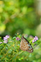 ピンクの花の蜜を吸うアサギマダラ縦構図