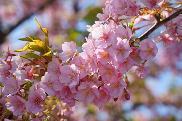 満開の河津桜の花と葉