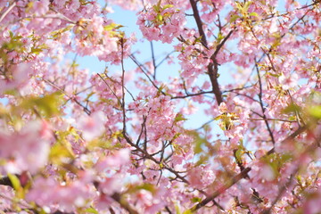 河津桜の花と枝と葉