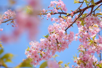 青空を背景に咲く河津桜