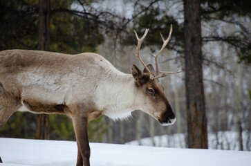 A caribou pauses before catching up to the herd in northern Canada