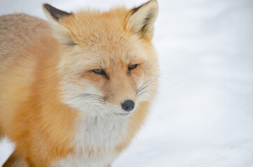 A fox searches the snowy landscape of northern Canada searching for food in this tundra landscape