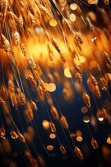 Fototapeta premium Close-up of wheat field at sunset.