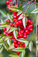 Obraz premium Nandina