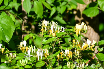 April Flowers in Birmingham, Alabama - Honeysuckle