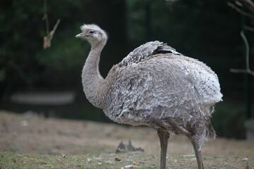 ostrich in the zoo