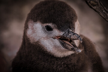 close up of a baby penguin