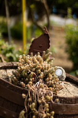 Garden ornaments with a plant on a wooden barrel.