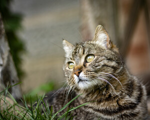 A cat laying on the grass looking at the distance.