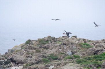 Atlantic puffins on the steep rocky cliffs facing the raging ocean where they court and make their nests or burrows