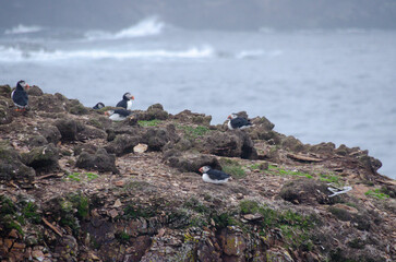 Atlantic puffins on the steep rocky cliffs facing the raging ocean where they court and make their...
