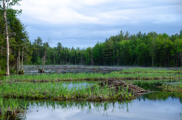 Beaver damns are reflected in the calm pond water on a clear summer evening in southern Quebec